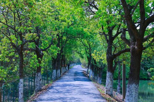 上海影視取景地又 上新 ,攝制服務(wù)機構(gòu)助力鄉(xiāng)村振興